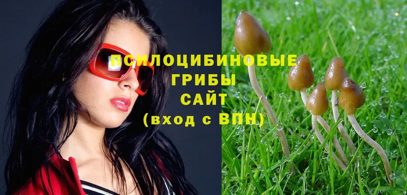 omg рабочий сайт  даркнет сайт  Боготол  Псилоцибиновые грибы Psilocybe 